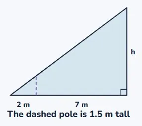 Measuring a tree with a shadow